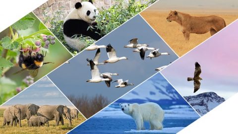 God heeft ook grenzen getrokken voor de verschillende vogels en dieren, vissen, insecten en alle planten